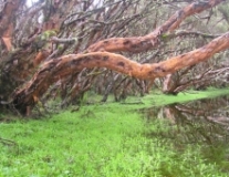 Imagen Bosques de Polylepis